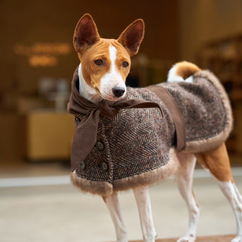 dog dress winter Winter Coat Dress for Dogs Keep your fur baby warm and stylish all winter long! This cosy Winter Coat Dress is designed to turn heads while giving your pet the