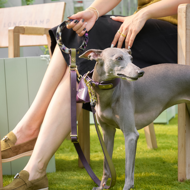 Purrble Leather Dog Leash