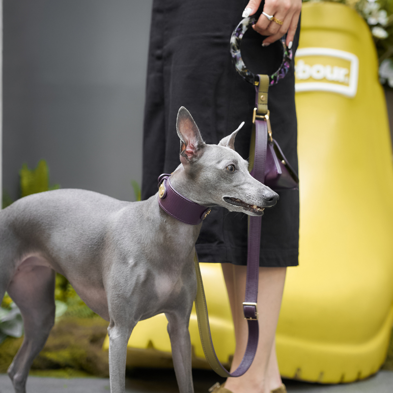 Purrble Leather Dog Leash