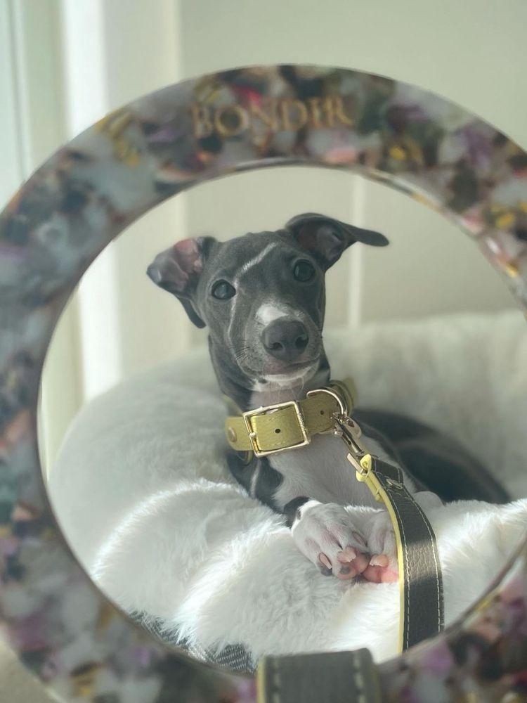 Rosy Leather Dog Leash - BONDIR