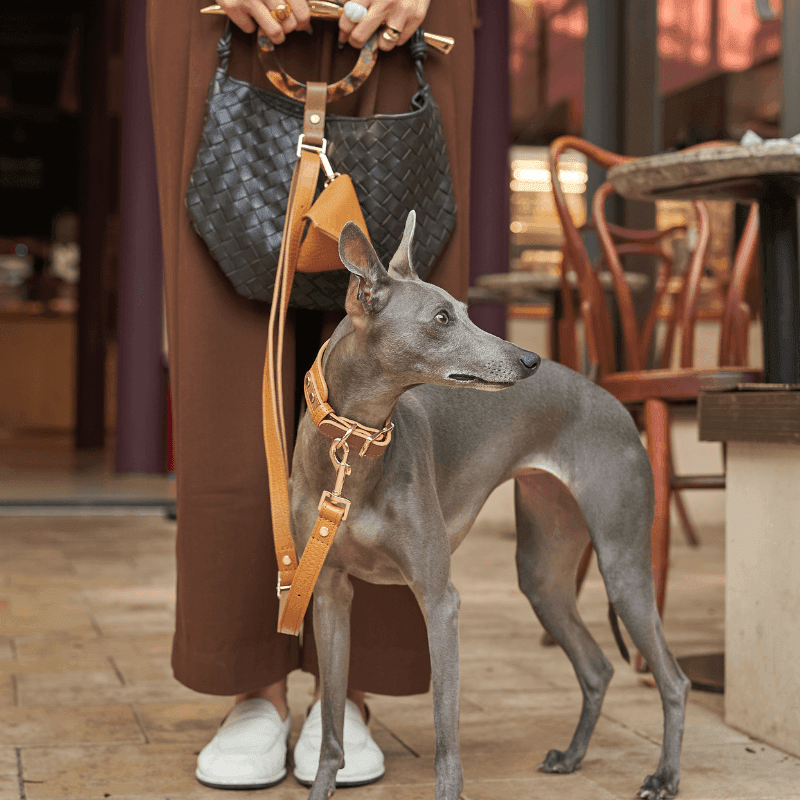 Amber Leather Dog Leash - BONDIR