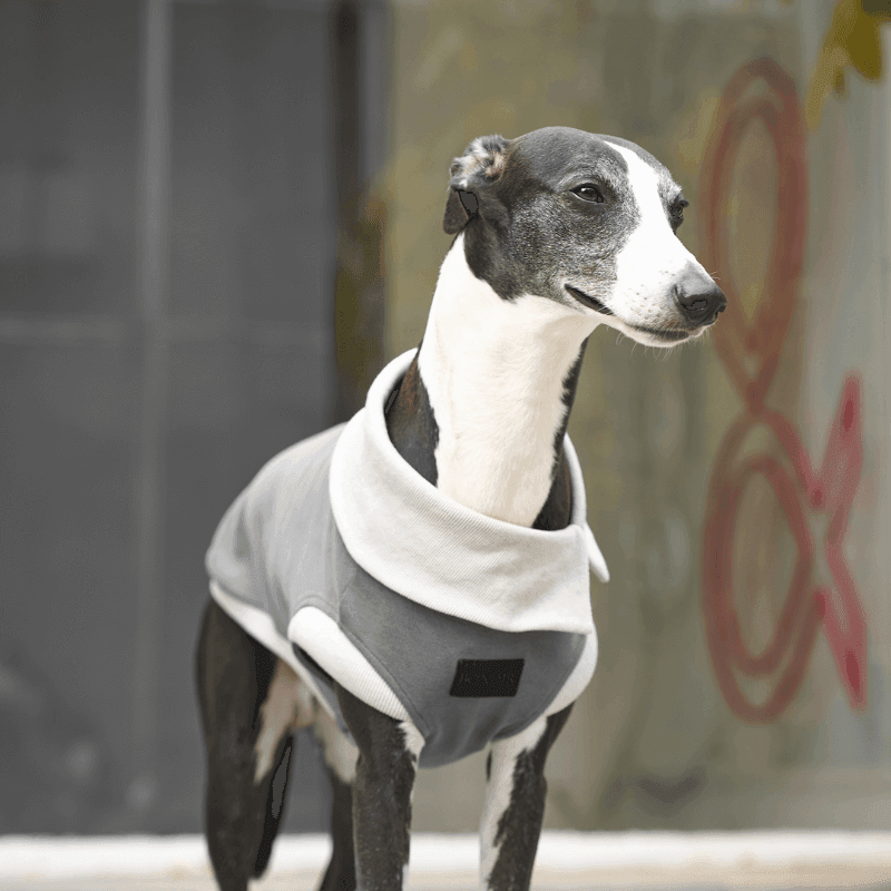 Graphite Asymmetric Collar Tank Top - BONDIR