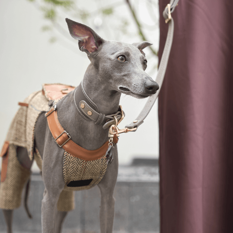 Sand Leather Collar - BONDIR
