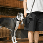 Obsidian Hands-Free Dog Leash