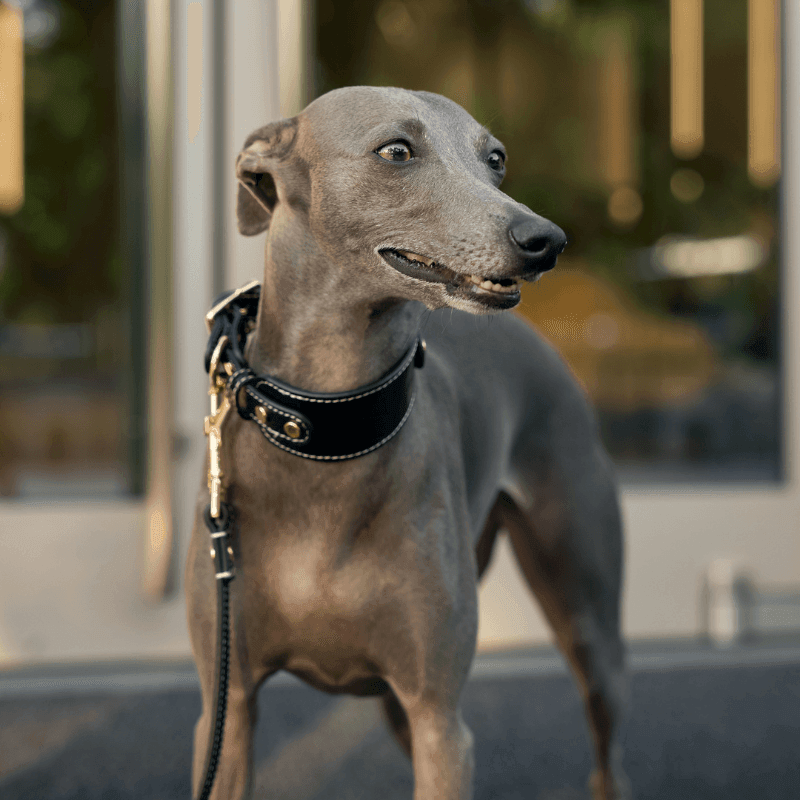Obsidian Leather Collar - BONDIR