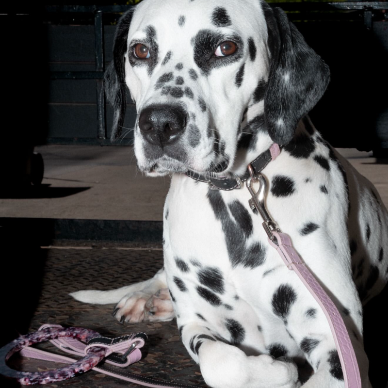 Flamingo Leather Dog Leash