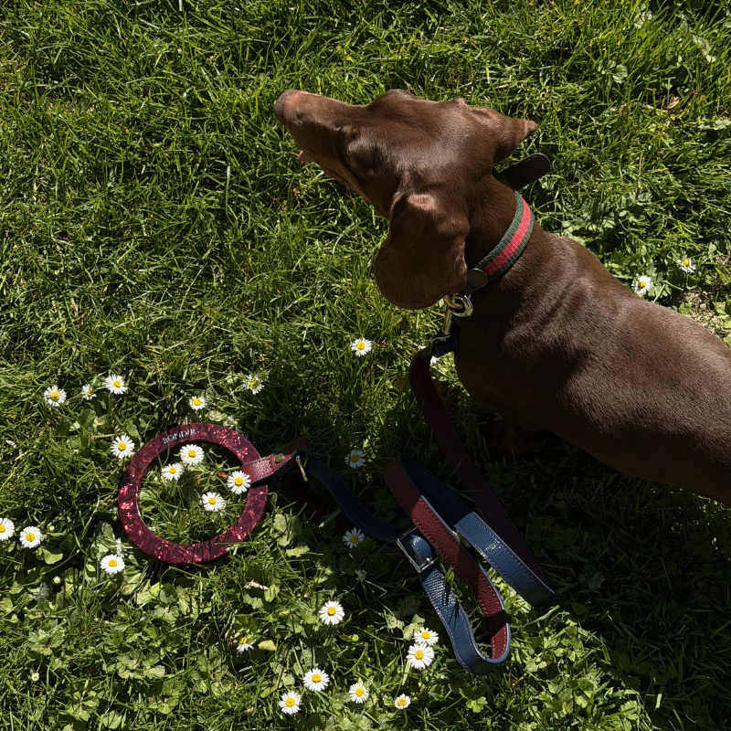 Rosette Leather Dog Leash