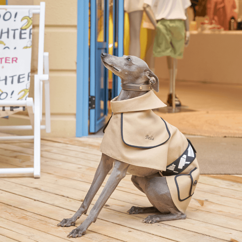 最高のデザイナー犬用コート | 犬用 Obine トレンチコート – BONDIR 最高のデザイナー犬用コート | 犬用 Obine トレンチコート – BONDIR
