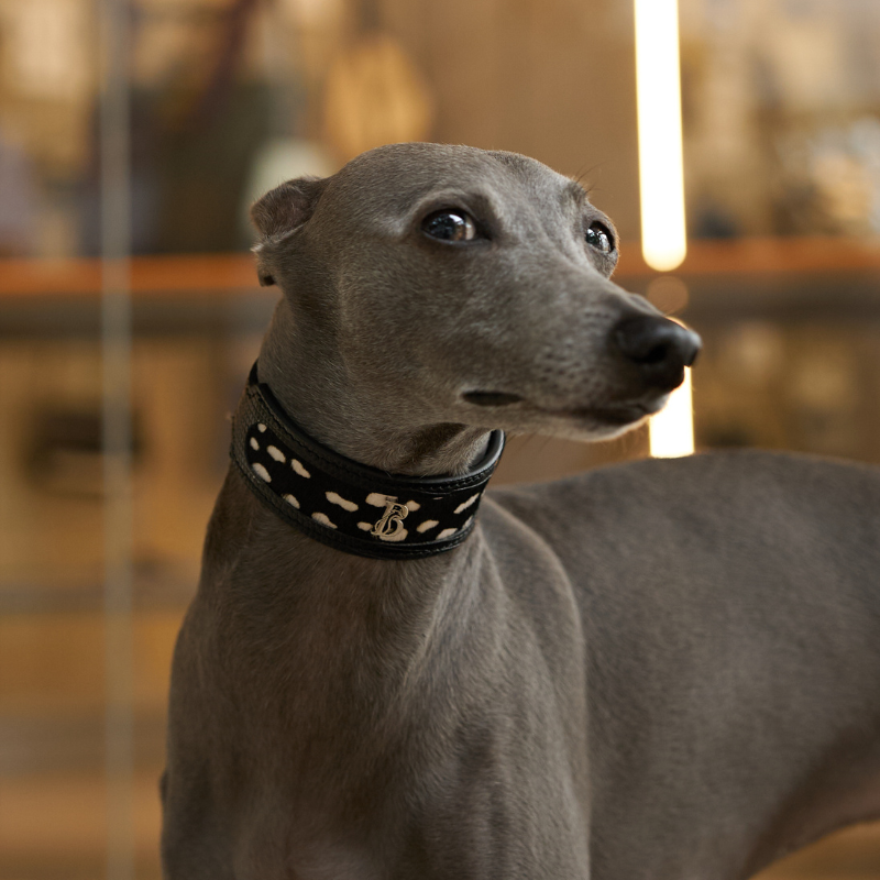 Jungle Fleck Pony Hair Dog Collar