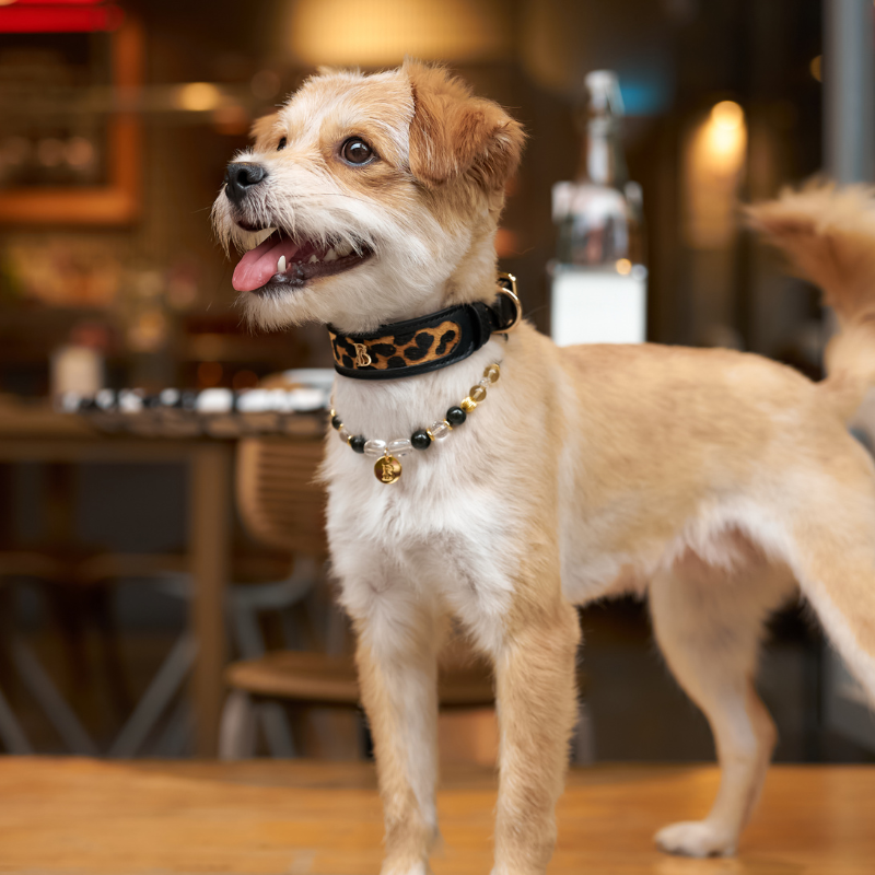 Wide Oak Pony Hair Dog Collar