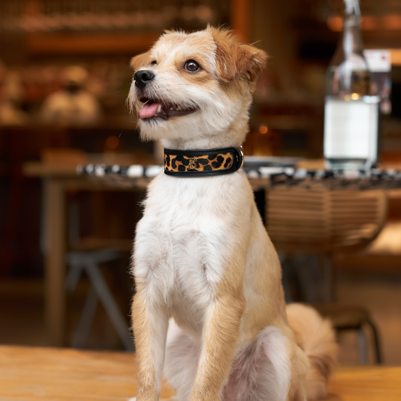 Wide Oak Pony Hair Dog Collar