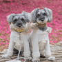 Rosy Leather Collar - BONDIR