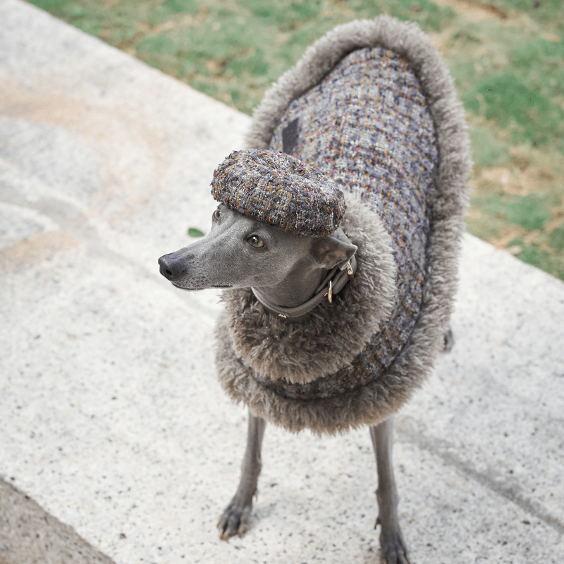 Jupiter Dog Beret