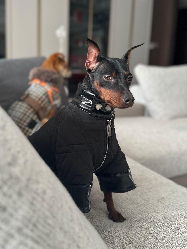 bondir シャドージャケット　中型犬　R5 レザー Shadow Quilted Jacket – BONDIR