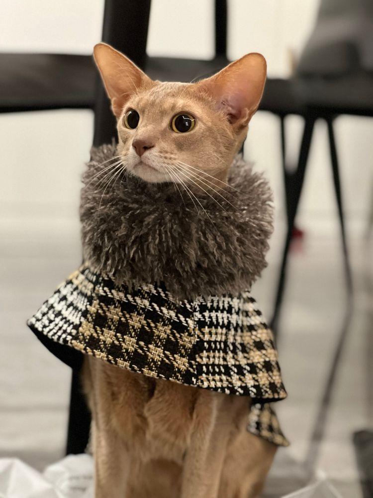 Urban Espresso Coat - BONDIR