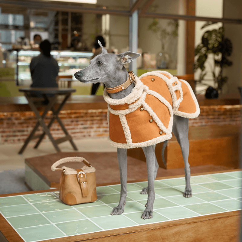 Coat Rich Saddle Sable German Shepherd Balmoral Teddy Coat