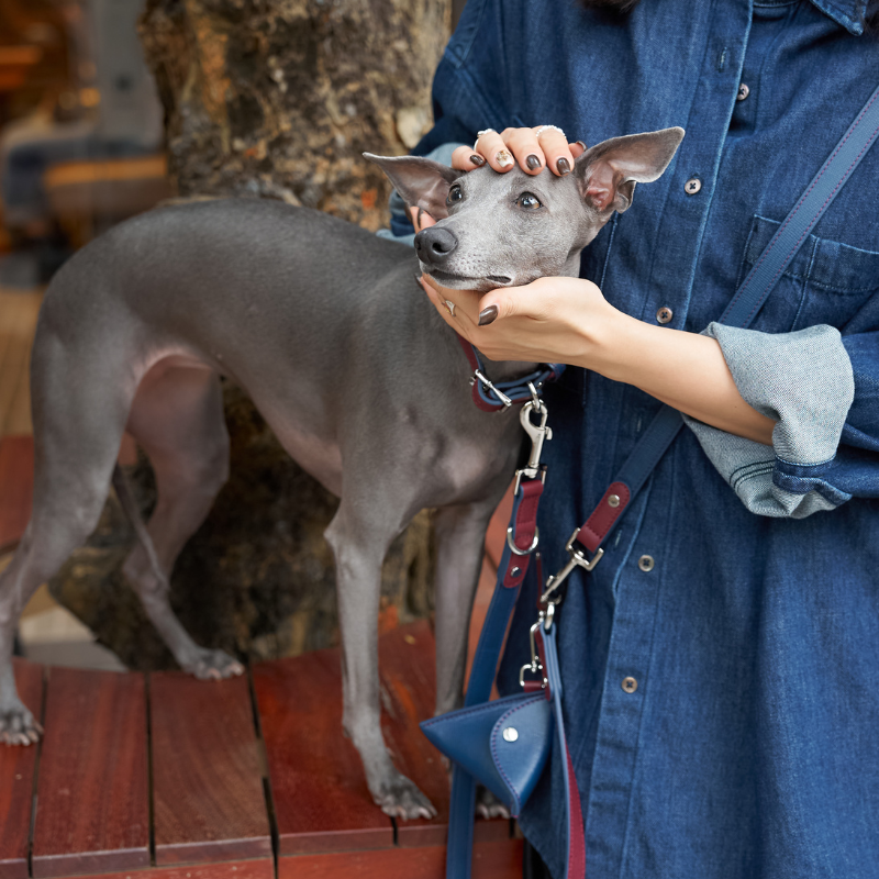 Rosette Hands-Free Dog Leash