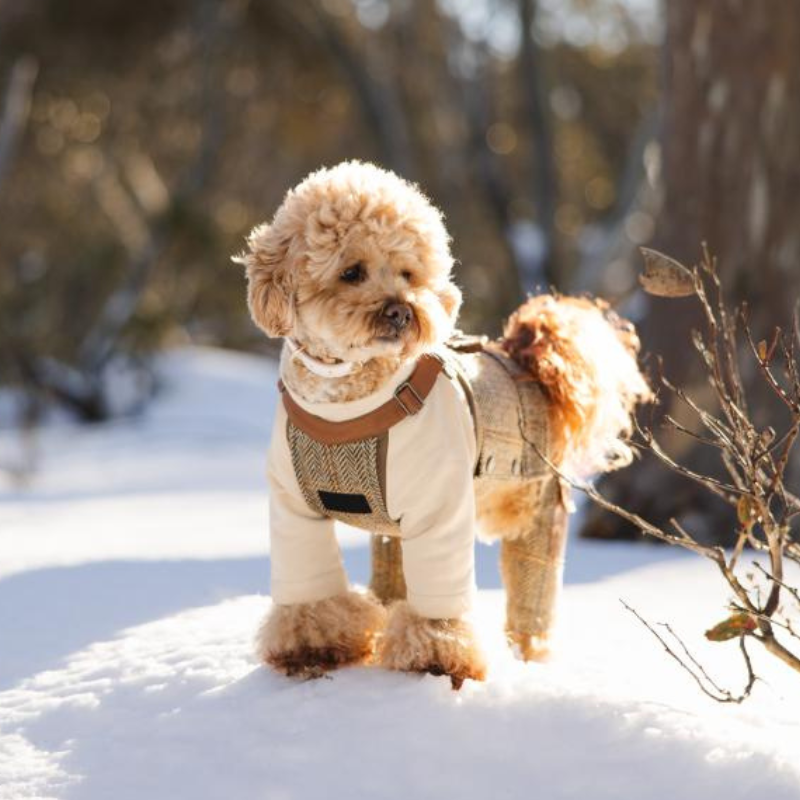 dog gear overall Luxury Denim Dog Overall