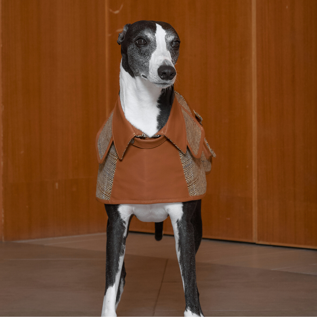Dog wearing a brown coat with a patterned collar against a wooden background