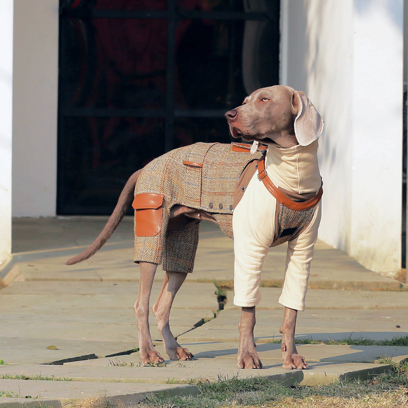 dog gear overall Luxury Denim Dog Overall