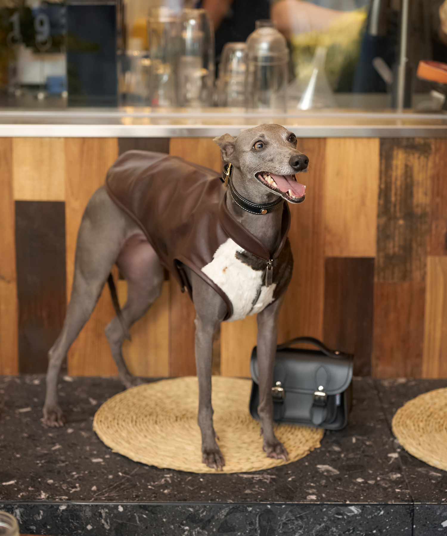 bondir サイトハウンド フーディワンサイズ ヘーゼルナッツ S4 bondir