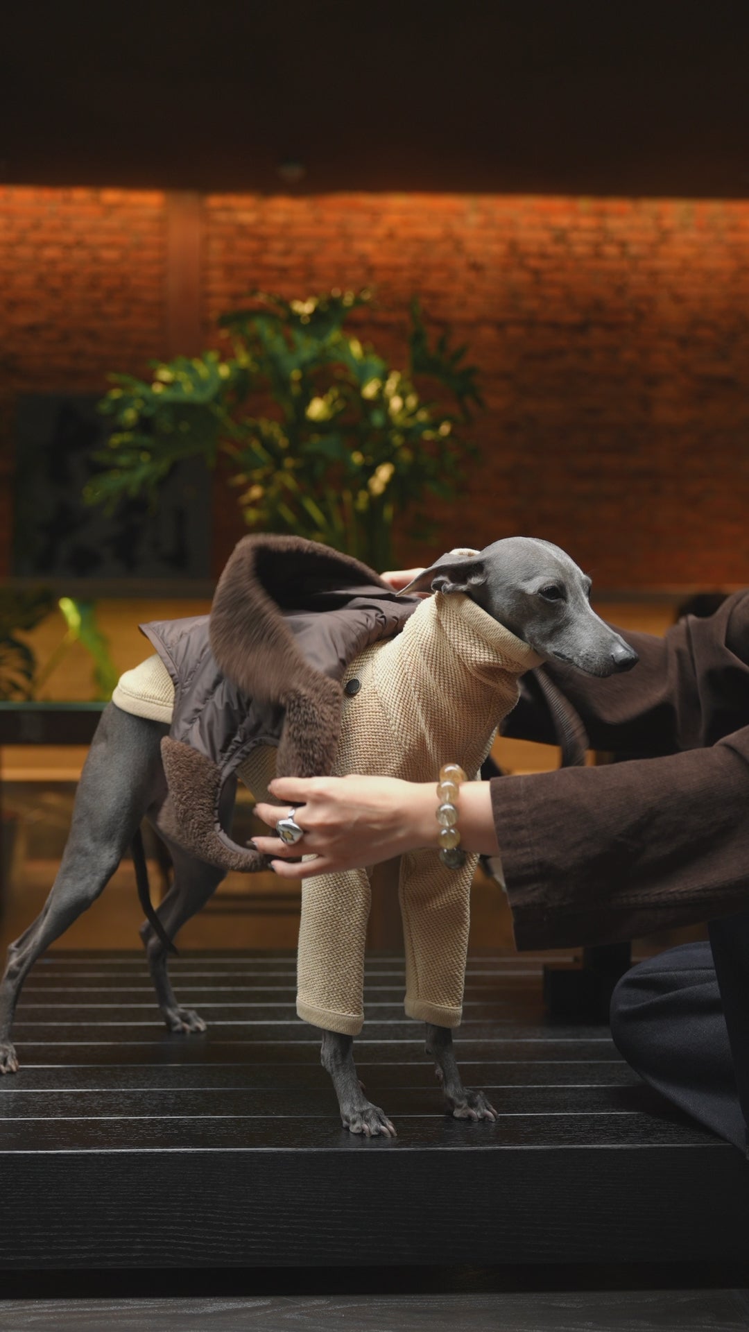 ファッショナブルな大型犬&子犬の服 |防水ジャケット - BONDIR