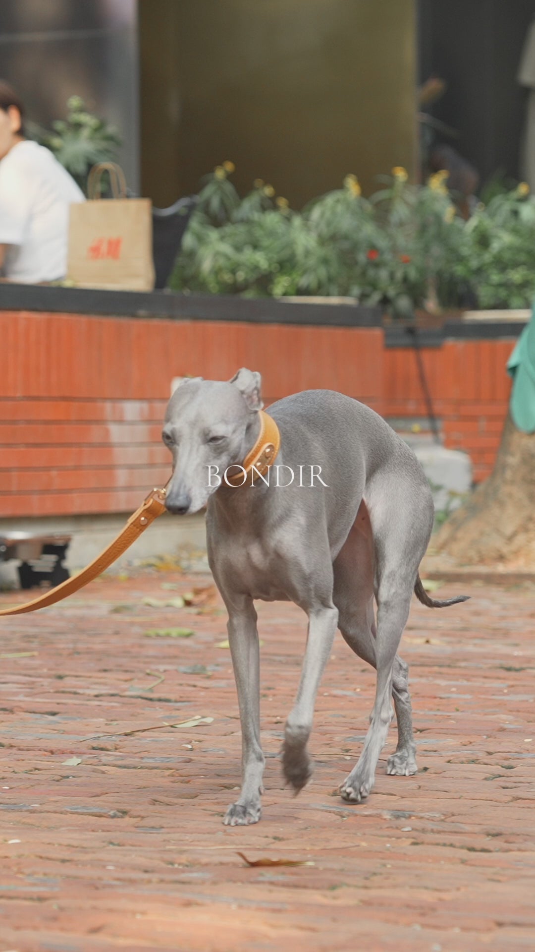 アンバーレザードッグリード |スタイリッシュな犬用リード – BONDIR